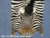 Zebra Skin: Trophy Grade: Gallery Item - 168-T-G106 (Y1L)