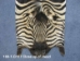 Zebra Skin: Trophy Grade: Gallery Item - 168-T-G107 (Y1LRH)
