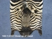 Zebra Skin: Trophy Grade: Gallery Item - 168-T-G107 (Y1L)