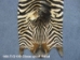 Zebra Skin: Trophy Grade: Gallery Item - 168-T-G109 (Y3D)