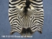 Zebra Skin: Trophy Grade: Gallery Item - 168-T-G110 (Y3D)