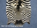 Zebra Skin: Trophy Grade: Gallery Item - 168-T-G110 (Y3D)