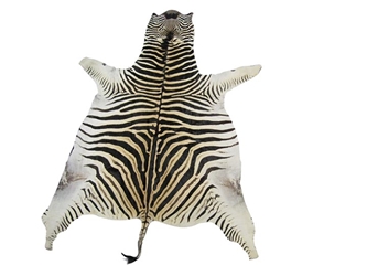 Zebra Skin: Trophy Grade: Gallery Item 