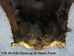 Black Bear Skin with Claws: Gallery Item - 175-30-G35 (Y2O)