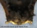 Black Bear Skin with Claws: Gallery Item - 175-30-G35 (Y2ORD)