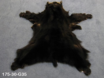 Black Bear Skin with Claws: Gallery Item 