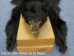 Black Bear Skin with Claws: Gallery Item - 175-30-G84 (Y2ORD)