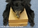 Black Bear Skin with Claws: Gallery Item - 175-30-G84 (Y2O)