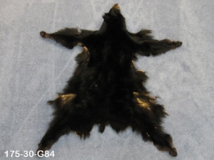 Black Bear Skin with Claws: Gallery Item 
