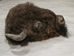 Buffalo Head Mount: Extra-Large: Gallery Item - 20-10-XL-G05EW (Y3K)