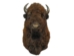 Buffalo Shoulder Mount: Gallery Item - 20-15-L-G06EW (Y3)