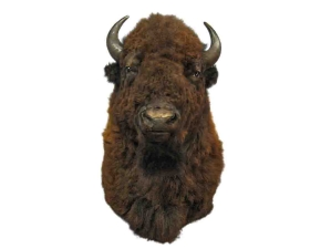 Buffalo Shoulder Mount: Gallery Item 