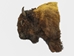 Buffalo Shoulder Mount: Gallery Item - 20-15-L-G06EW (Y3)