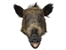 Mounted Wild Boar Head: Gallery Item - 20-70-G04 (Y3I)