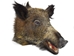 Mounted Wild Boar Head: Gallery Item - 20-70-G04 (Y3I)