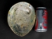 Polished African Abalone Shell: X-Large: Natural Color: Gallery Item - 220-20-XL-G11 (Y3LRL)