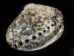 Polished African Abalone Shell: X-Large: Natural Color: Gallery Item - 220-20-XL-G11 (Y3LRL)