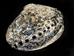 Polished African Abalone Shell: X-Large: Natural Color: Gallery Item - 220-20-XL-G11 (Y3L)