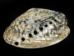 Polished African Abalone Shell: X-Large: Natural Color: Gallery Item - 220-20-XL-G13 (Y3LRK)