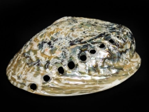 Polished African Abalone Shell: X-Large: Natural Color: Gallery Item 