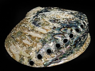 Polished African Abalone Shell: X-Large: Natural Color: Gallery Item 