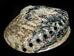 Polished African Abalone Shell: X-Large: Natural Color: Gallery Item - 220-20-XL-G9 (L7)