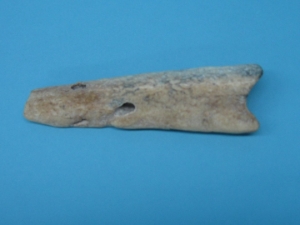 Fossil Walrus Ivory Tusk Piece: Gallery Item 