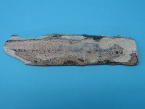Fossil Walrus Ivory Tusk Piece: Gallery Item 