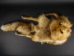 Red Fox Mountain Man Hat: Gallery Item - 3-50-G04 (Y2NRG)