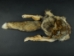 Coyote Mountain Man Hat: Gallery Item - 3-60-G02 (Y2MRD)