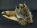 Coyote Mountain Man Hat: Gallery Item - 3-60-G02 (Y2MRD)