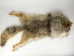 Mountain Man Coyote Hat: Gallery Item - 3-60-G04 (Y2MRD)