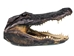Alligator Head: 15-16&quot;: Gallery Item - 381-10-1516-G03 (Y2P)