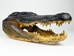 Alligator Head: 18-19&quot;: Gallery Item - 381-10-1819-G01 (Y2P)