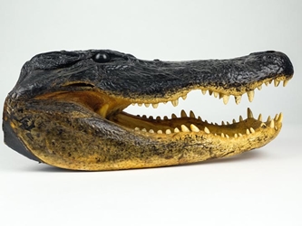 Alligator Head: 18-19": Gallery Item 