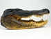 Alligator Head: 18-19&quot;: Gallery Item - 381-10-1819-G01 (Y2P)