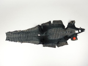 Caiman Hide: Gallery Item 