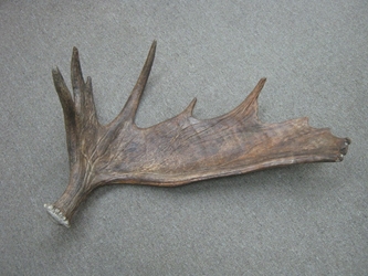 Whole Moose Antler Sheds: #1: Gallery Item 