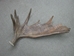 Whole Moose Antler Sheds: #1: Gallery Item - 461-1-G108 (Y2I)