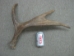 Whole Moose Antler Sheds: #1: Gallery Item - 461-1-G114 (Y2I)