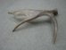 Whole Moose Antler Sheds: #1: Gallery Item - 461-1-G114 (Y2I)