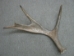 Whole Moose Antler Sheds: #1: Gallery Item - 461-1-G114 (Y2I)