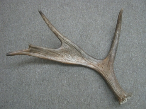 Whole Moose Antler Sheds: #1: Gallery Item 