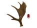 Whole Moose Antler Sheds: #1: Gallery Item - 461-1-G120 (Y)