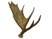 Whole Moose Antler Sheds: #1: Gallery Item - 461-1-G120 (Y)
