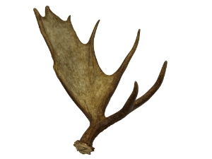 Whole Moose Antler Sheds: #1: Gallery Item 
