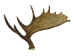 Whole Moose Antler Sheds: #1: Gallery Item - 461-1-G121 (Y2I)