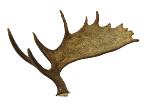 Whole Moose Antler Sheds: #1: Gallery Item 