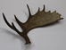Whole Moose Antler Sheds: #1: Gallery Item - 461-1-G121 (Y2I)