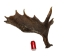 Whole Moose Antler Sheds: #1: Gallery Item - 461-1-G124 (Y2I)